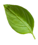 leaf-img